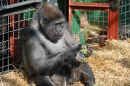 Gorilla Eating